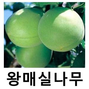 매실나무 묘목 슈퍼왕매실 접목1년 특묘 2주묶음