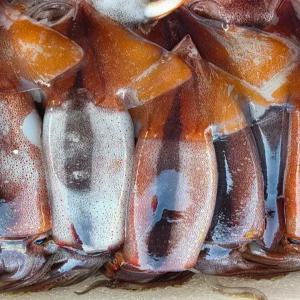 국내산 생물 오징어 1kg 4-8미 내외 횟감 제철 별미 총알 통찜 볶음 전골 무침