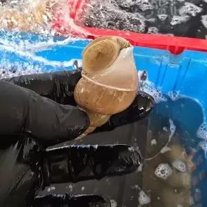 국내산 당일조업 백골뱅이 백고동 소 1kg21215963588515