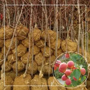 서울농원묘목/살구나무 신사대실,심포니,하코트 3년생 분묘 결실주