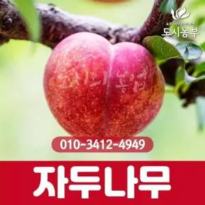 자두(로얄대석) 접목1년 특묘 나무 묘목 원예