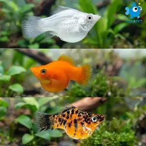 아쿠아펫 인기있는 풍선몰리 3종류 암컷 4마리(플래티넘 화이트,오렌지,오렌지 블랙마블)
