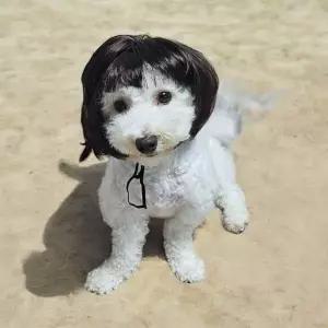 금잔디 단발 강아지 가발
