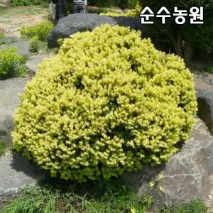 황금주목나무 묘목 5치포트 1개/상록수/조경수/정원수
