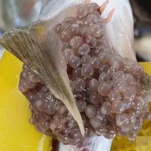 온지니엘 냉동 도루묵 500G 급냉도루묵