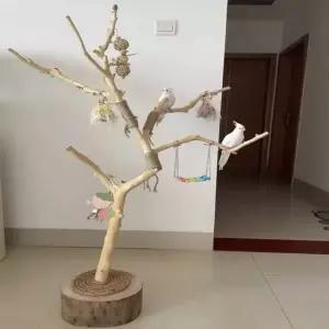 조류용품 대형 나무 투명 둥지 자바트리 65X45X40CM 앵무새횃대 맷부리 미네랄 스톤 행거 마른 나뭇가지