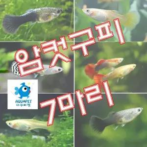 암컷구피 7마리