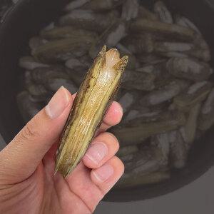 섬진강 맛조개 가리맛조개 1kg(약50미 내외)