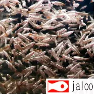 생먹이 자루 백운산 50마리~  먹이용 관상용 떼샷이 이쁜 작은 물고기
