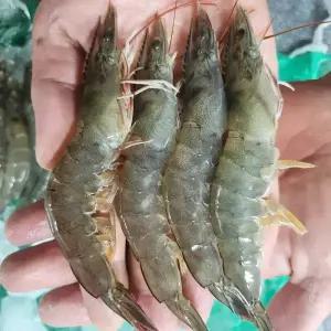 국내산 활새우 흰다리새우 500g (17미 내외) 생물 횟감 소금구이 제철 생새우