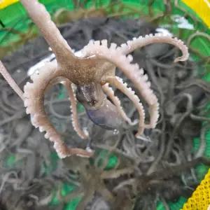 활산낙지 세발낙지 뻘 탕탕이 국내산 목포 신안 무안 10마리 에스더블유몰