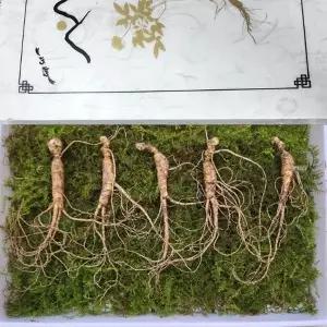 8-10년근 횡성 산양삼 선물세트 10뿌리 +보자기 선물용 강원도산양삼 강원도 산양 산삼 부모님 추석선물