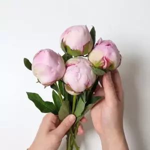  사라작약 생화 작약 4송이