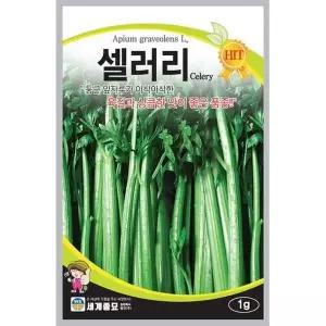 셀러리 1g 씨앗 씨 봄 종자 채소 야채 샐러드 채소재배 야채재배