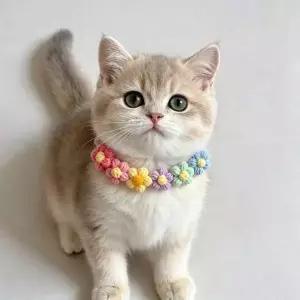 반려동물 꽃 스카프 강아지 고양이 장식 목걸이 넥케이프