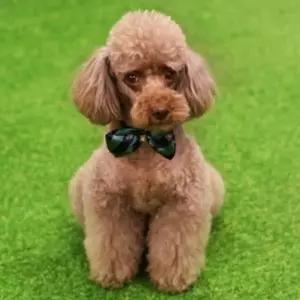 스카프 강아지 넥타이 애견 액세서리