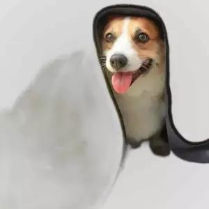 극세사 펫타올 L 1P 퀵드라이 수건 고양이 강아지