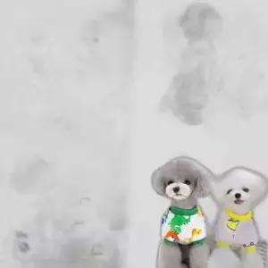 큐티 후리스 맨투맨 티셔츠 강아지옷