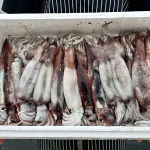 신선한아침 국내산 대왕 통찜용 통통 생물 오징어 1kg