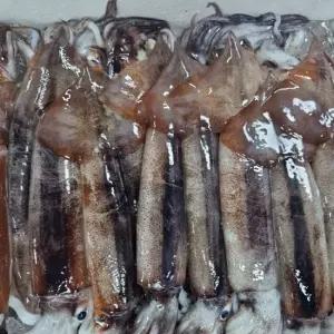 신선한아침 연안 생물 특대갑오징어 1kg