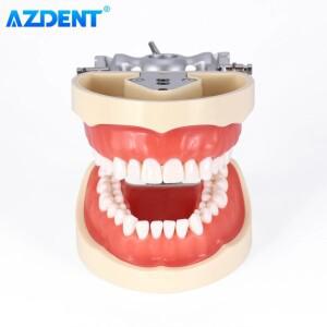 AZDENT  모델, 탈부착 표준 연구, 교육 타이포돈트 데모 클리닉 32 개