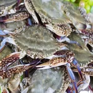 ms빙장 A급 숫꽃게 1kg 살이 꽉 찬 신선 냉장 해산물양념게장 맛있는 해물탕용 업소용 간장