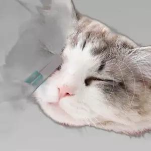 CH 애묘 애견 아이라인 클렌징 브러시
