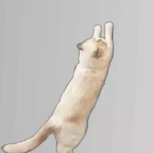 부착형 고양이 스크래쳐 카페트 코너 캣타워 장난감