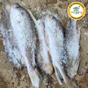 [함양시장] 백전상회 침조기 5마리(25-27cm 내외)(긴가이석태)