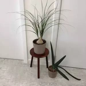 우드스텐드 원목 스툴 화분 받침대 30x40cm 인테리어 소품