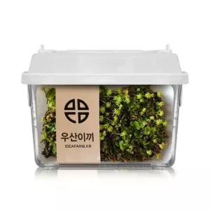 우산이끼 관찰 실험 키트 /모사리움/테라리움/반려식물/플랜테리어/분경/디오라마