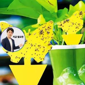 지금 필요한 다용도해머 망치 1p 고기 호두 돈까스 고기다기 더덕 도라