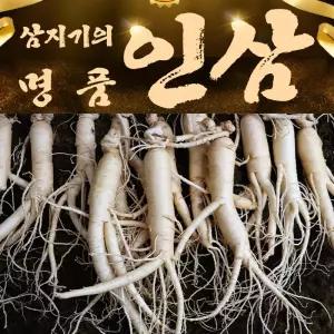 강화도 인삼 난발삼 대 750g 10-12뿌리 수삼