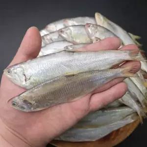 횟감용 급냉 밴댕이 1kg