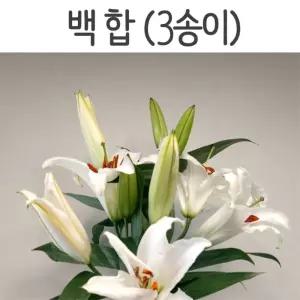 식물구조 관찰용 백합 구조관찰 3송이 생물학실습 학교과학수업 STEAM교구 사철나무잎 생태교육