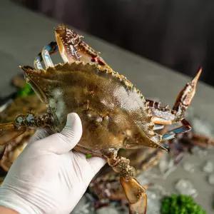 서해안 국내산 급냉 암꽃게 1kg 냉동 제철 봄 꽃게
