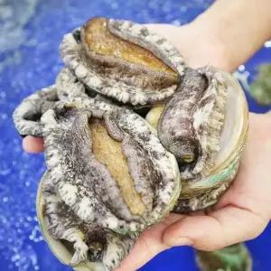 국내산 완도전복 1kg 대 10-12미