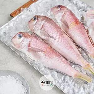 [올레마켓]올레마켓 제주 통옥돔 160g*10미(총, 1.6kg)
