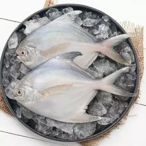 [S] 요리조리 국내산 병어 실속형 (1팩당 3-4미 250g) 10팩