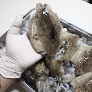 서해안 생물 활 갑오징어 1kg(2-3미)