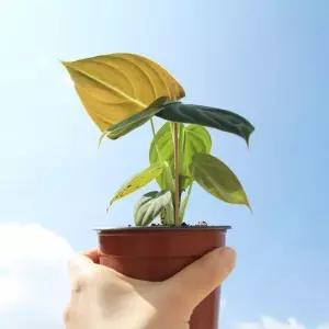 희귀식물 멜라노크리섬 벨벳 벨벳식물 필로덴드론 Melanochrysum Philodendron