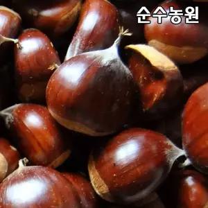 밤나무 묘목, 옥광 접목1년 뿌리묘(특) 3개/유실수 과실수 묘목