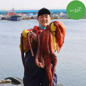 [최고다농수산]A급 동해 피문어 1.5kg