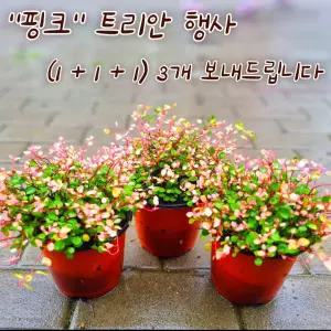 [아트플라워] 핑크트리안 (행사 3개 보내드립니다) 넝쿨 공기정화 인테리어 식물