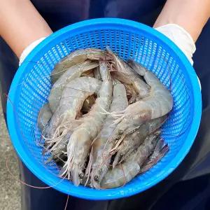 활새우 흰다리 새우 500g/1kg/2kg 구이 찜