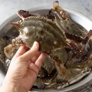 당일조업 태안 빙장 활 숫꽃게 2kg 제철 꽃게