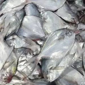 연안 급냉 횟감 병어 1kg(7~11미 내외)