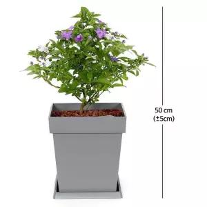 브룬펠시아자스민 50cm 코스트코 두레샵2605