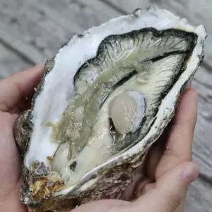 바위굴 4kg 통영 제철 남해 바위굴(6~8미)