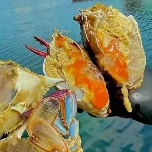 국내산 제철 냉동 알배기 암꽃게 2kg 싱싱한 봄꽃게